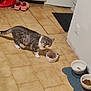 Toscane a rejoint le concours — aidez-le/la à gagner de superbes lots ! animal, cabinet, cat, cute, domestic, dry_food, feeding_time, food_bowl, gray_cat, household, indoor, kitchen_floor, mat, meowing_cat, pet, pink_crocs, red_bag, tile_floor, water_bowl, white_cat