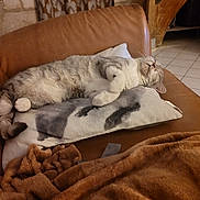 Toscane a rejoint le concours — aidez-le/la à gagner de superbes lots ! blanket, brown, cat, comfort, couch, cozy, curled_paws, feline, fur, gray, home, indoor, leather, pillow, relaxed, resting, sleeping, tile_floor, whiskers, white