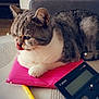 animal, calculator, cat, chair, curious, feline, furniture, home, indoor, licking_lips, notebook, pen, pet, purple_pen, relaxed, sparkles, study, tabby_cat, table, yellow_pen