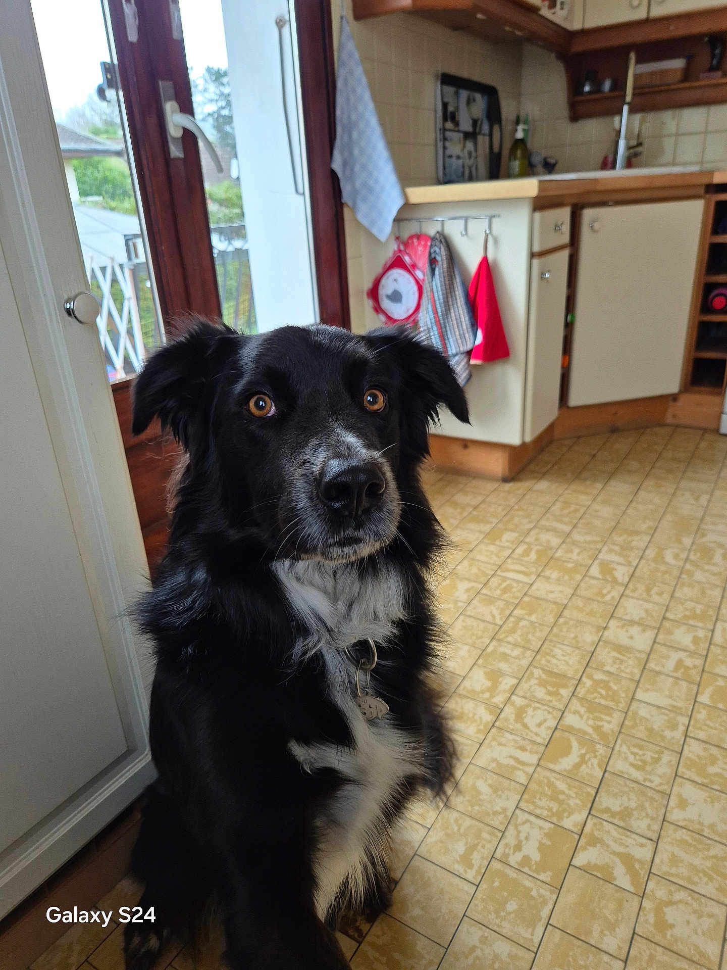 Poumba participe au concours pour gagner de l'argent avec cette photo : dog, black_dog, white_fur, pet, indoor, kitchen, floor, cabinet, window, curtains, collar, tag, tile_floor, wooden_cabinet, domestic, animal, looking, sitting, ears, eyes