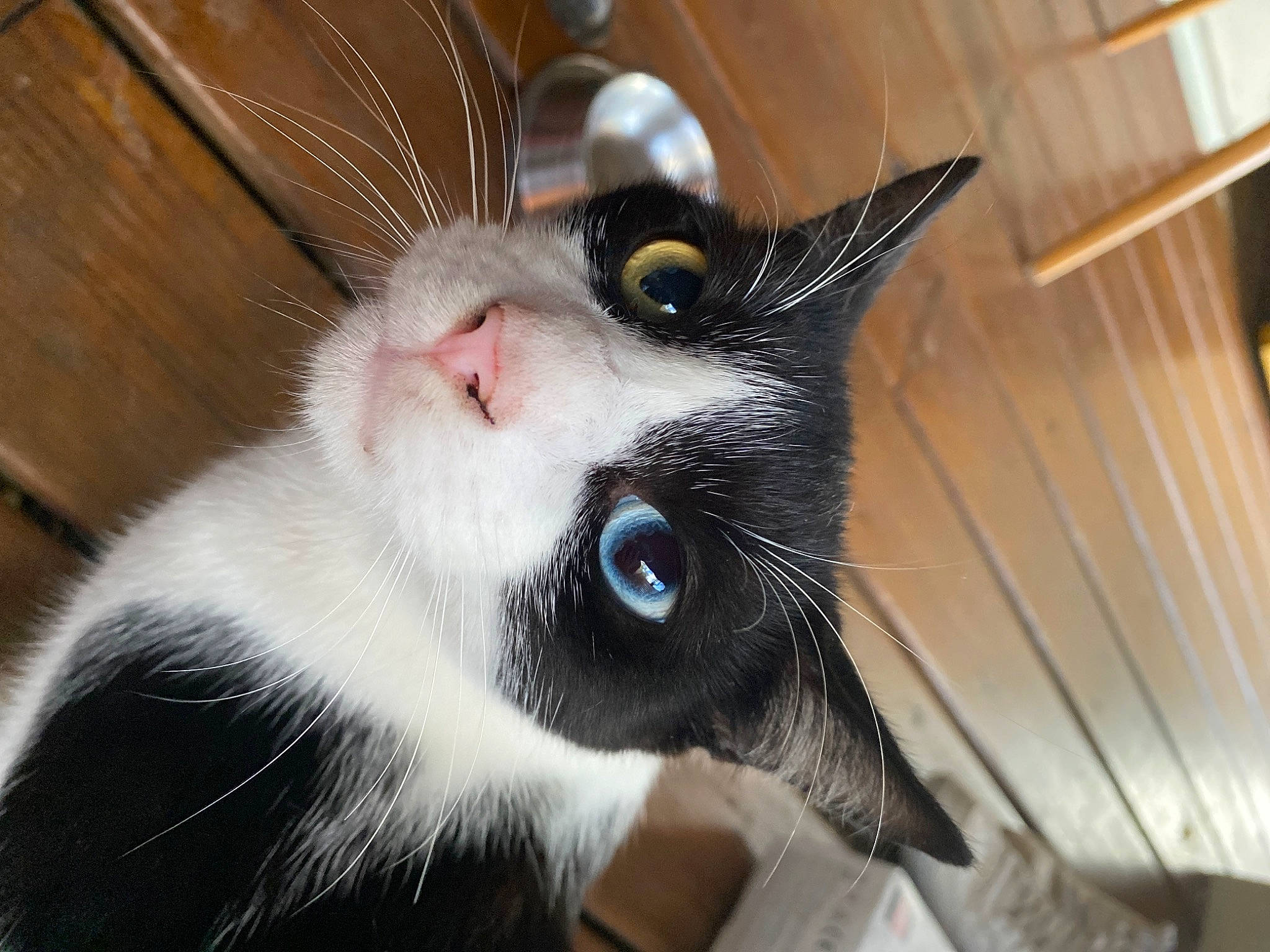 Bibou a rejoint le concours — aidez-le/la à gagner de superbes lots ! carnivore, cat, claw, close_up, domestic_short_haired_cat, ear, felidae, fur, paw, small_to_medium_sized_cats, snout, tail, whiskers, wood