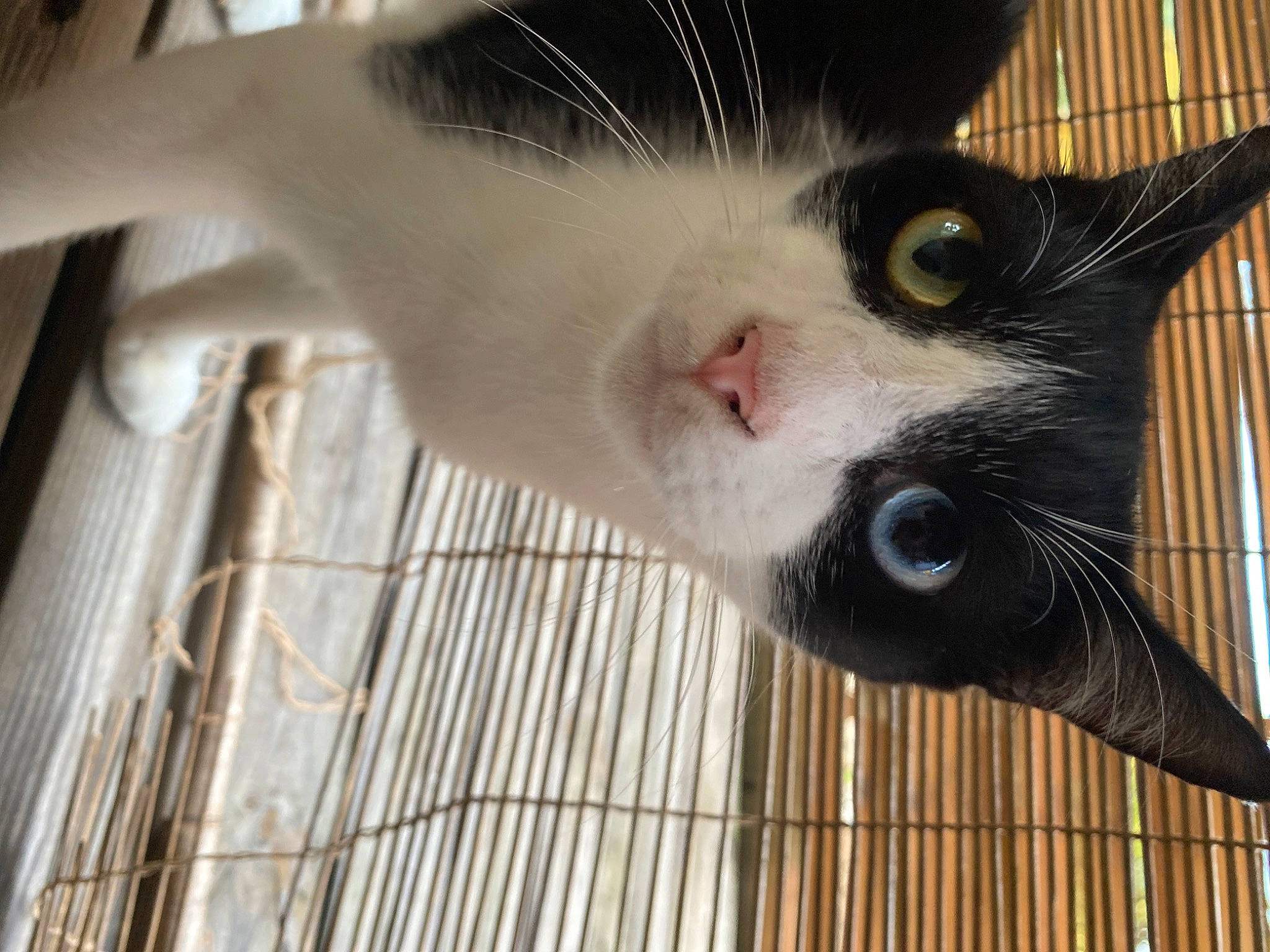 Bibou a rejoint le concours — aidez-le/la à gagner de superbes lots ! animal_shelter, cage, carnivore, cat, claw, domestic_short_haired_cat, felidae, fur, mesh, paw, pet_supply, small_to_medium_sized_cats, snout, tail, terrestrial_animal, whiskers