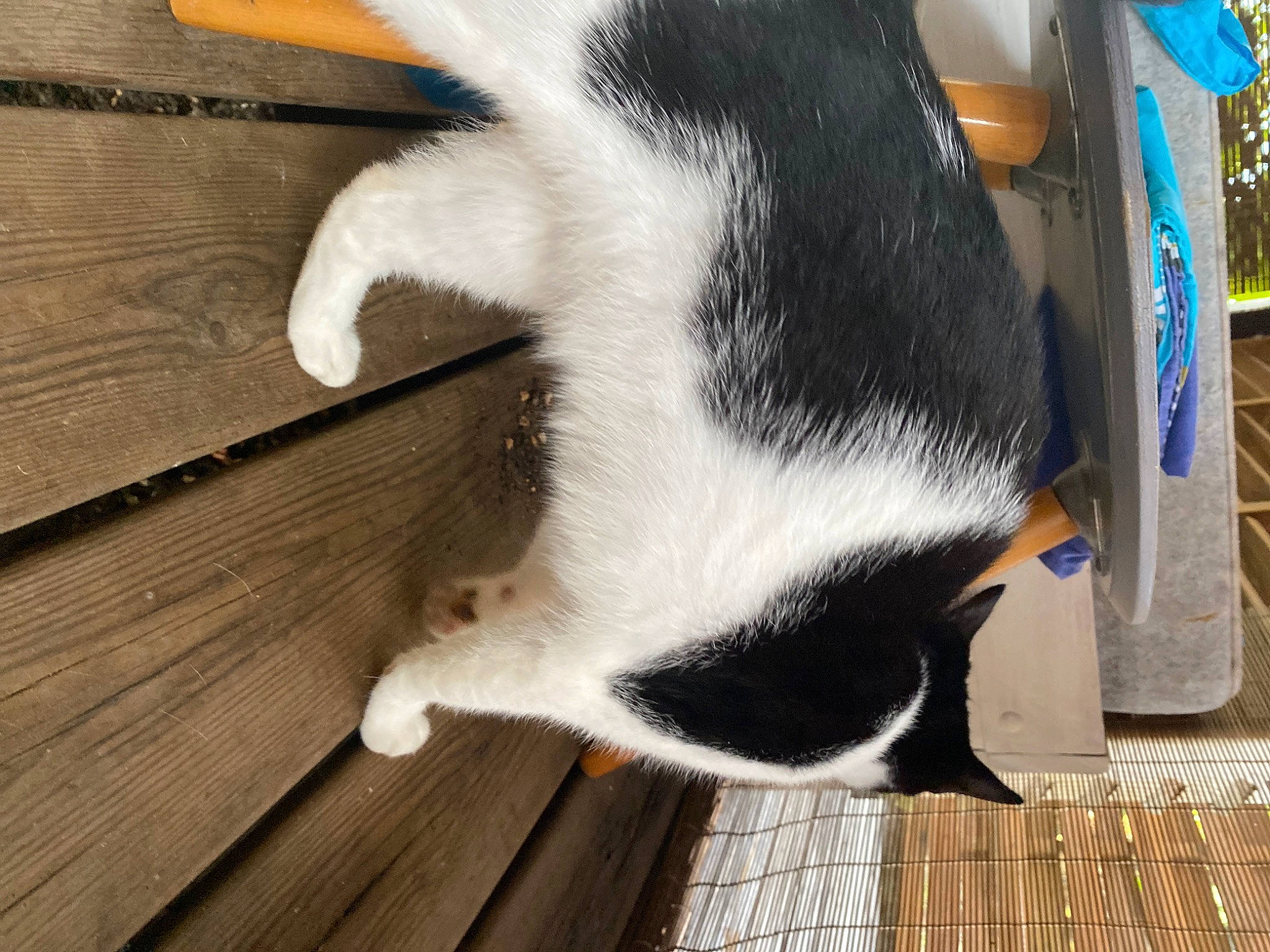 Bibou a rejoint le concours — aidez-le/la à gagner de superbes lots ! carnivore, claw, dog_breed, felidae, flooring, fur, hardwood, human_leg, lumber, natural_material, pet_supply, plank, small_to_medium_sized_cats, snout, tail, terrestrial_animal, varnish, whiskers, wood, wood_stain