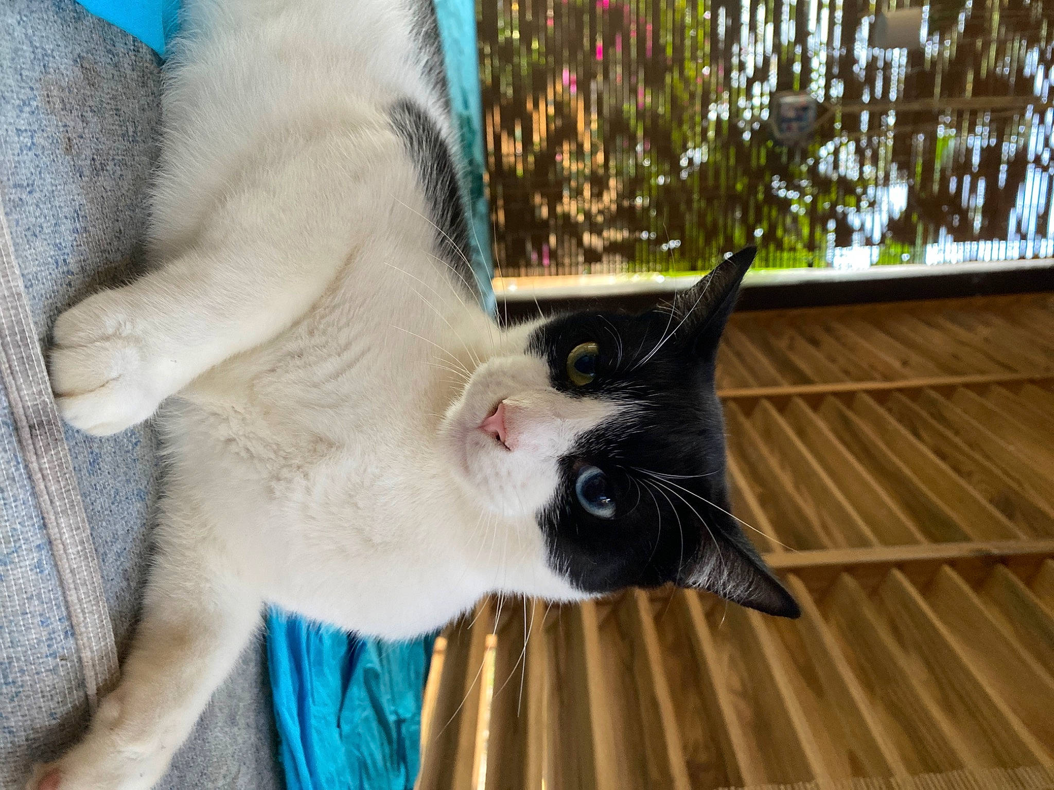 Bibou participe au concours pour gagner de l'argent avec cette photo : balinese, carnivore, cat, claw, collar, domestic_short_haired_cat, fawn, felidae, fur, hardwood, paw, plant, small_to_medium_sized_cats, snout, tail, terrestrial_animal, thai, whiskers, window, wood