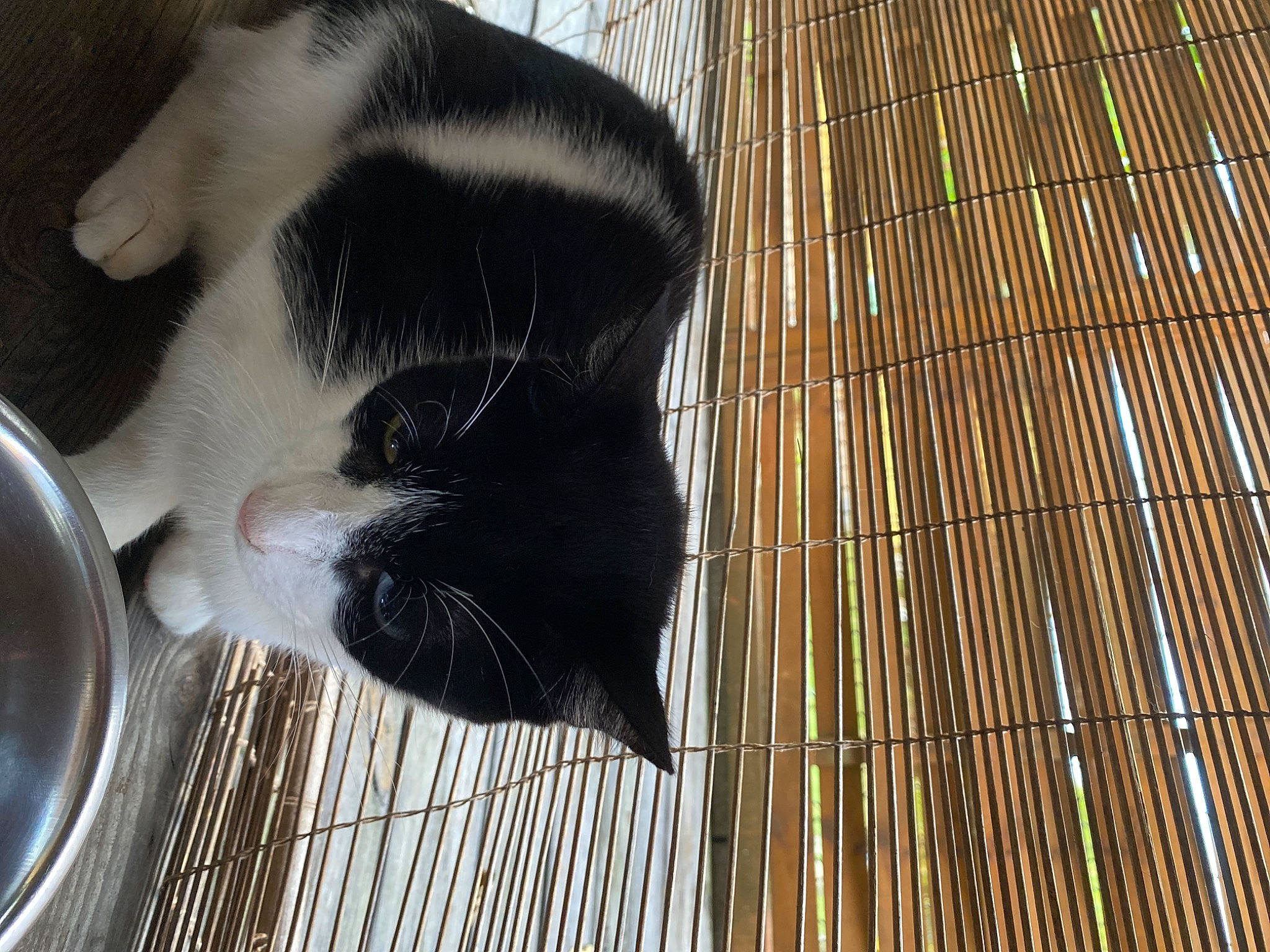 Bibou a rejoint le concours — aidez-le/la à gagner de superbes lots ! animal_shelter, carnivore, cat, cat_supply, dog_breed, domestic_short_haired_cat, felidae, flooring, fur, kitchen_utensil, pet_supply, serveware, small_to_medium_sized_cats, snout, tableware, tail, terrestrial_animal, whiskers, window, wood