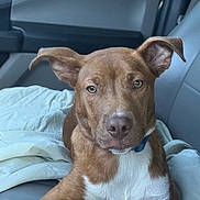 Jake joined the competition — help win amazing prizes! animal, blanket, blue_collar, brown_fur, car, car_interior, close_up, collar, cute, daylight, dog, floppy_ears, indoors, looking_at_camera, pet, portrait, puppy, seat, sitting, white_chest