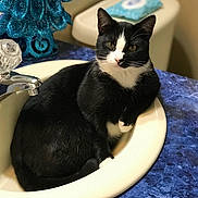 Jack joined the competition — help win amazing prizes! animal, bathroom, black_and_white, blue, cat, closeup, countertop, curious, decorative_tree, ears, face, feline, fixture, fur, indoor, pet, relaxed, sink, tap, whiskers