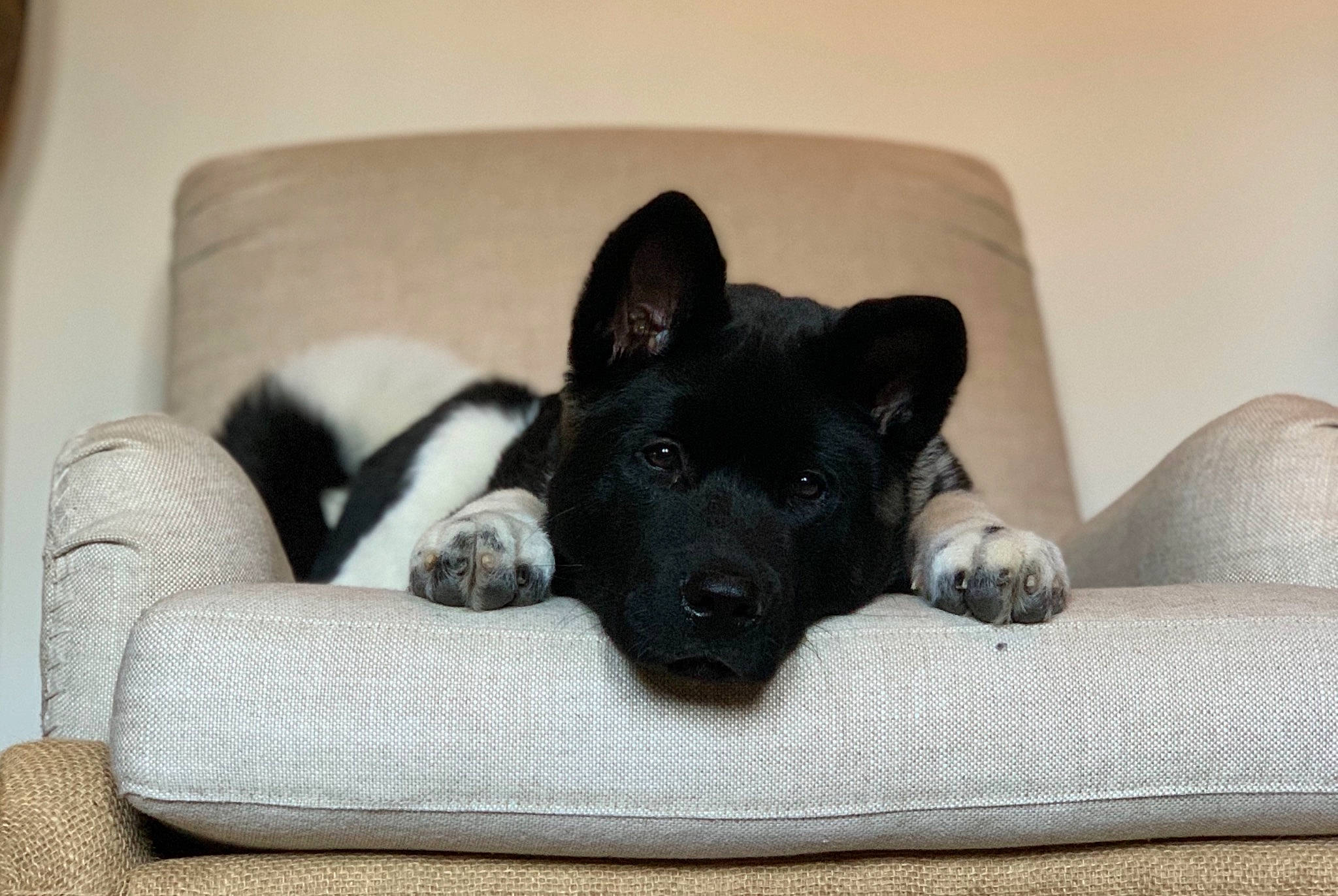 Axel is registered to the contest to win money with this photo: canidae, carnivore, comfort, companion_dog, couch, dog, dog_bed, dog_breed, grey, home_accessories, living_room, mat, pet_supply, slipcover, snout, sporting_group, working_animal, working_dog