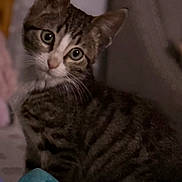 Felix joined the competition — help win amazing prizes! cat, kitten, tabby, pet, animal, feline, cute, indoor, young, fur, whiskers, eyes, ears, toy, plush, cozy, curious, portrait, small, domestic