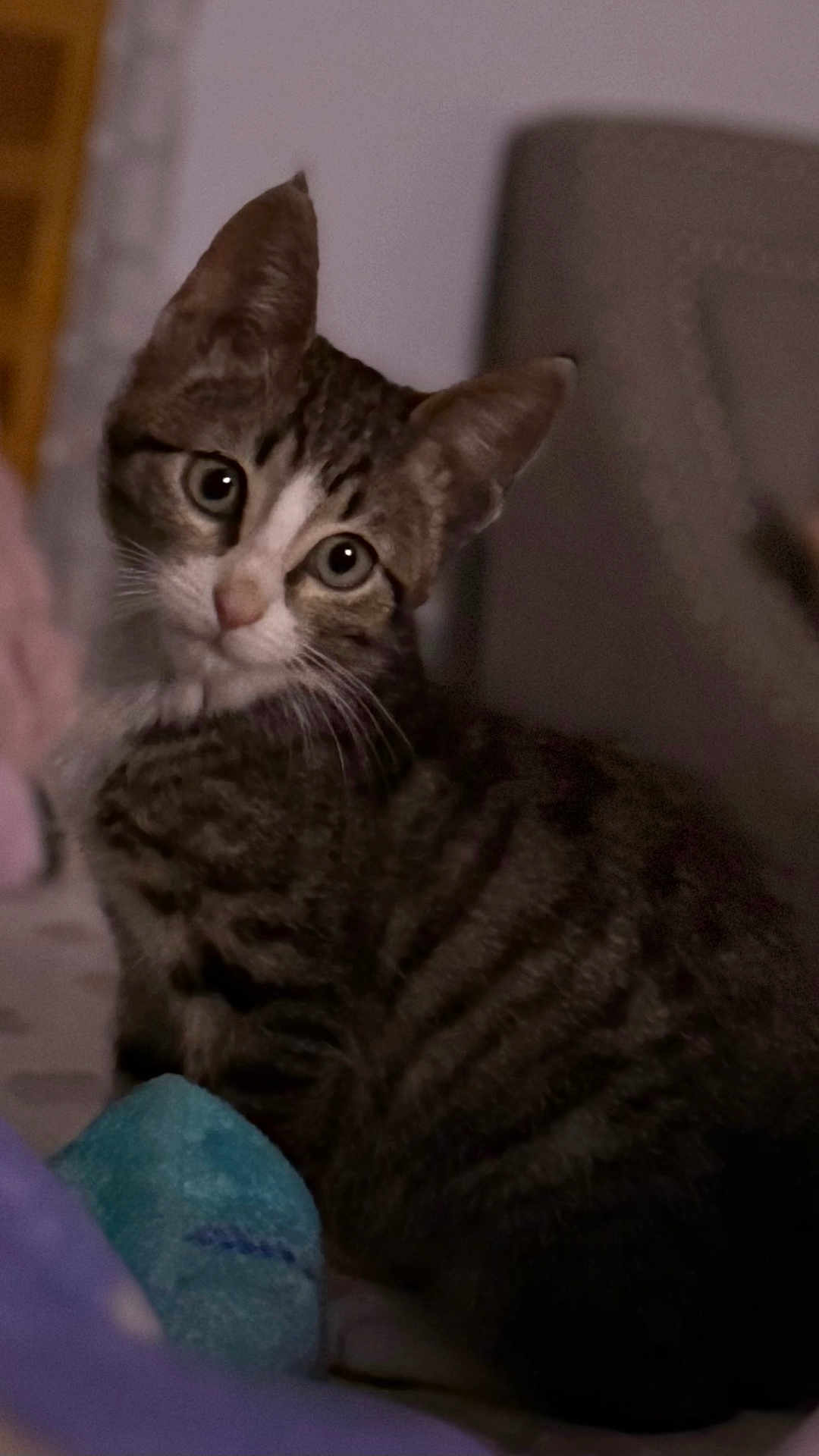 Felix joined the competition — help win amazing prizes! cat, kitten, tabby, pet, animal, feline, cute, indoor, young, fur, whiskers, eyes, ears, toy, plush, cozy, curious, portrait, small, domestic