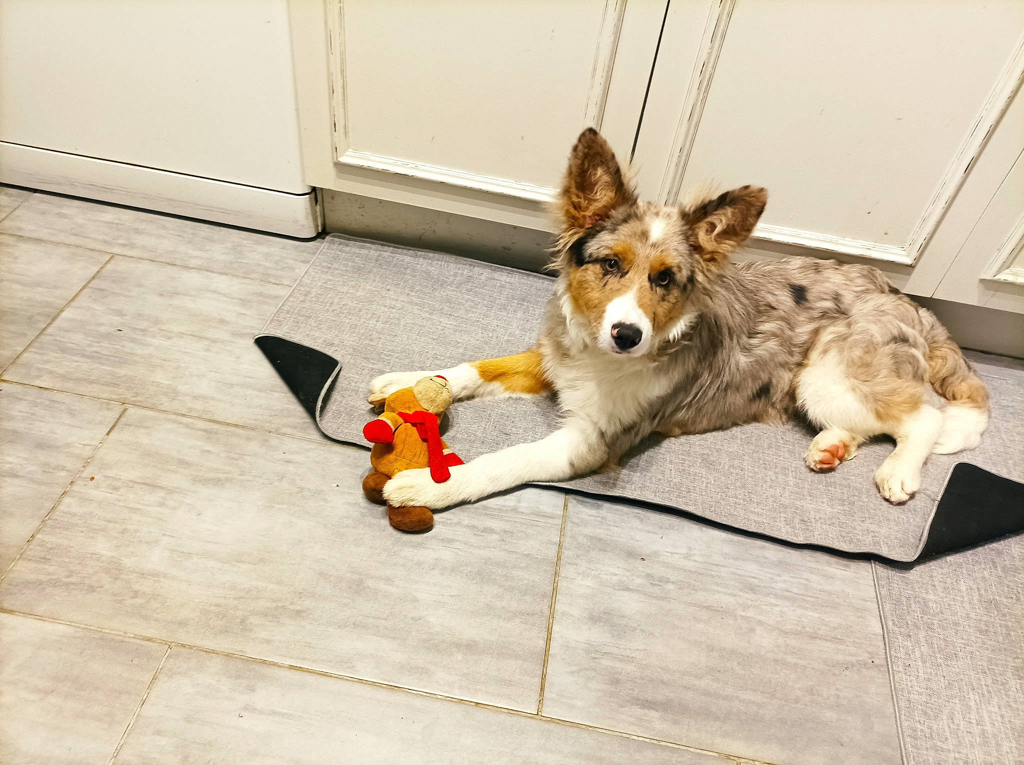 Tartine participe au concours pour gagner de l'argent avec cette photo : canidae, carnivore, collar, companion_dog, dog, dog_breed, dog_supply, door, fawn, floor, flooring, fur, herding_dog, leash, paw, pet_supply, snout, sporting_group, street_dog, tail