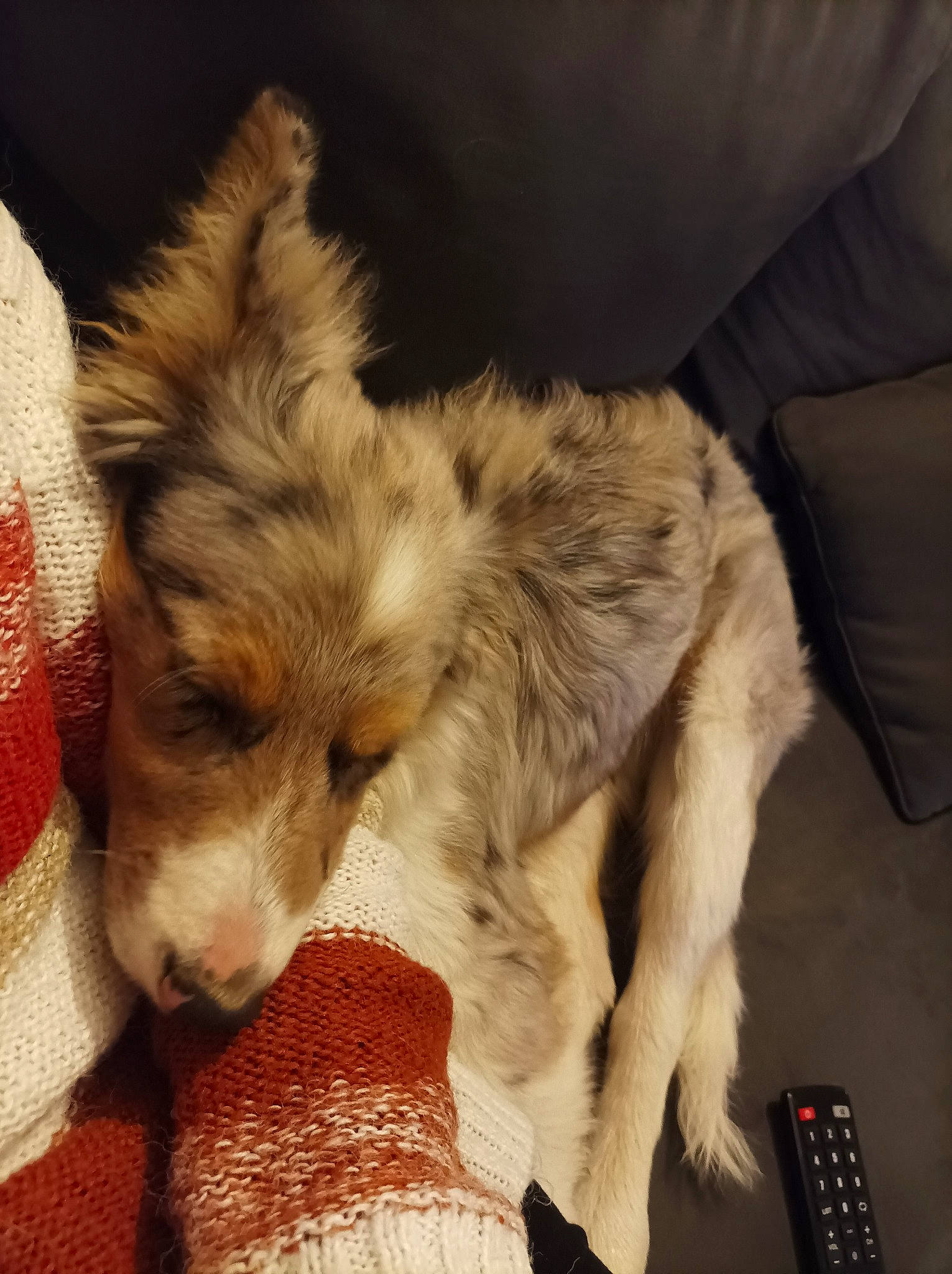 Tartine a rejoint le concours — aidez-le/la à gagner de superbes lots ! carnivore, claw, comfort, companion_dog, computer_keyboard, dog, dog_breed, fawn, felidae, fur, input_device, nap, paw, remote_control, silken_windhound, snout, sporting_group, tail, terrestrial_animal, whiskers