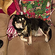 Ava Lee is registered to the contest to win money with this photo: blanket, canine, christmas, comfort, couch, decor, dog, festive, fur, holiday, home, indoor, pet, pillow, plush, reindeer, relaxed, santa_claus, seated, striped