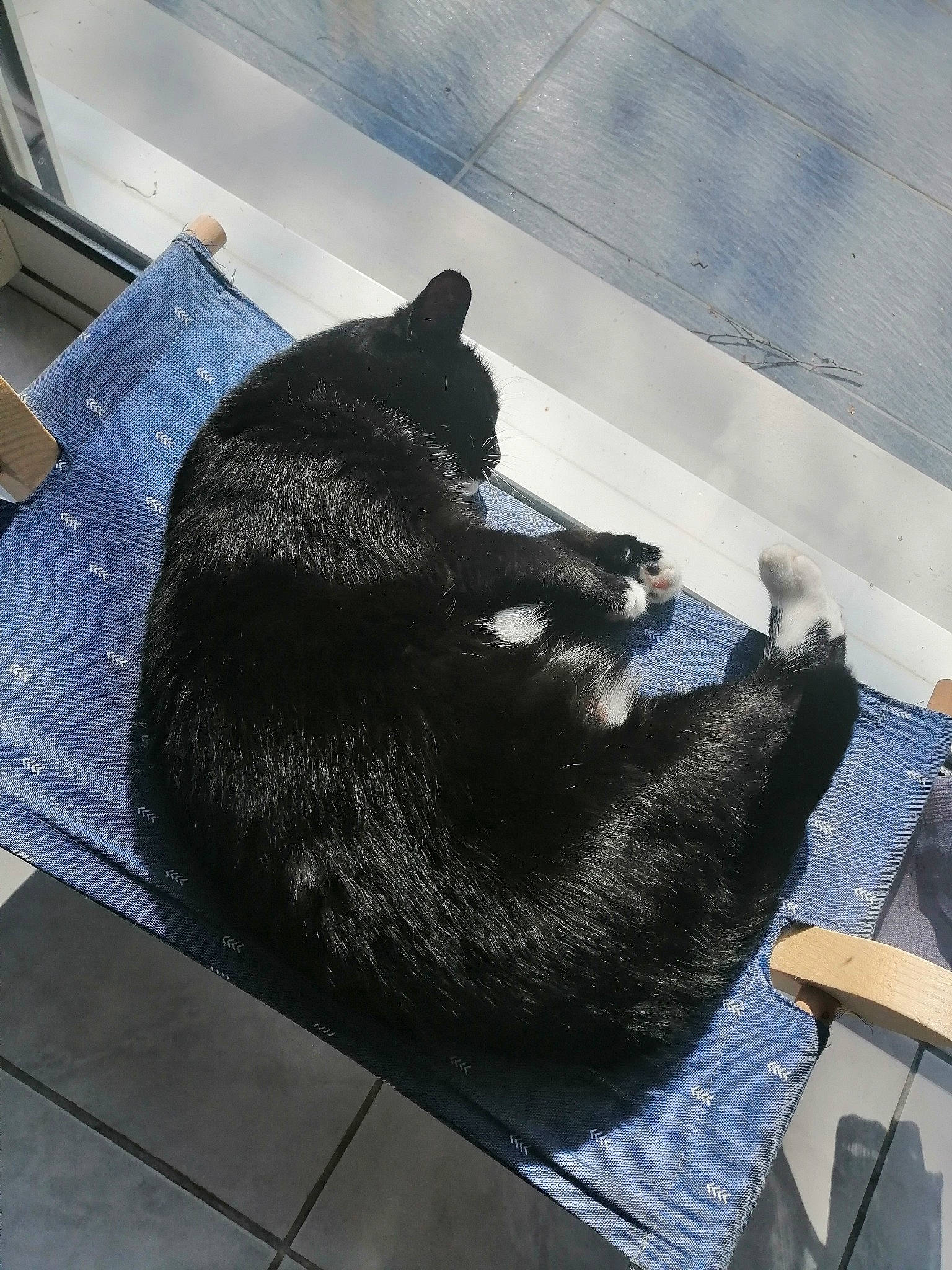 Louna participe au concours pour gagner de l'argent avec cette photo : black_cat, canidae, carnivore, cat, claw, comfort, dog_breed, domestic_short_haired_cat, felidae, flooring, foot, fur, nap, shadow, sleep, small_to_medium_sized_cats, snout, tail, terrestrial_animal, whiskers