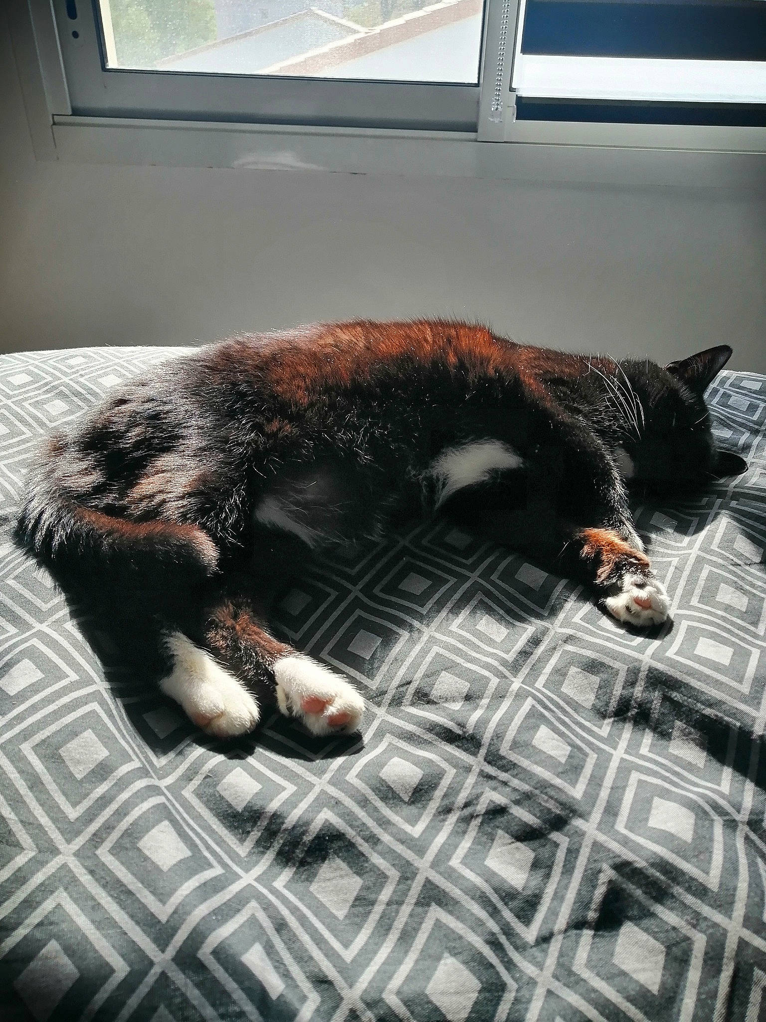 Louna a rejoint le concours — aidez-le/la à gagner de superbes lots ! carnivore, cat, comfort, dog_breed, domestic_short_haired_cat, felidae, floor, flooring, fur, grey, linens, pattern, plaid, room, small_to_medium_sized_cats, tail, tartan, terrestrial_animal, whiskers, window