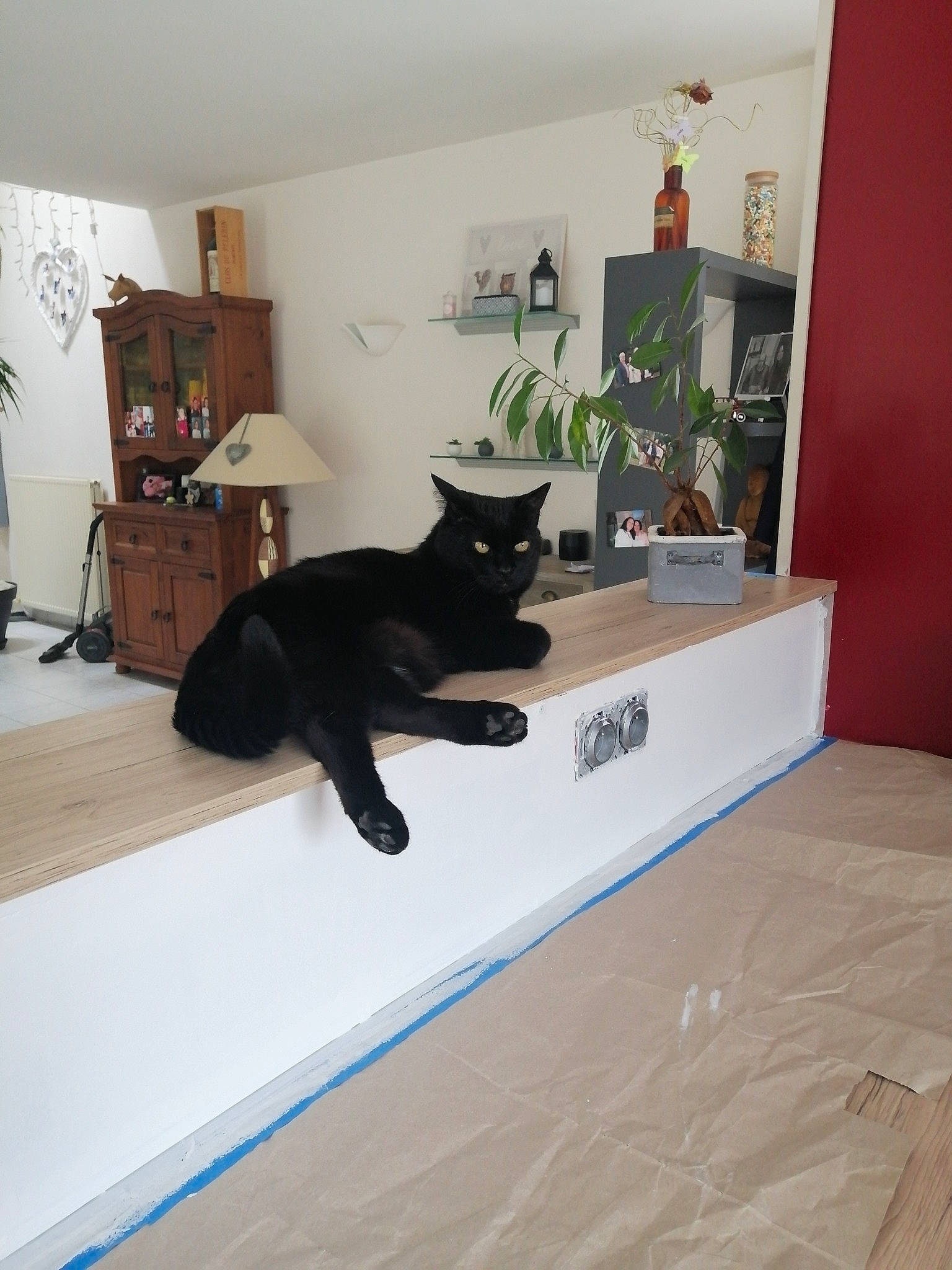 Lilie a rejoint le concours — aidez-le/la à gagner de superbes lots ! bombay, bookcase, cabinetry, carnivore, cat, comfort, felidae, floor, flooring, grey, hardwood, houseplant, picture_frame, plant, shelf, shelving, small_to_medium_sized_cats, tail, whiskers, wood