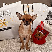 Valkyrie a rejoint le concours — aidez-le/la à gagner de superbes lots ! big_eyes, blanket, chihuahua, christmas, couch, cozy, decorative_pillow, dog, ears, festive, fur, holiday, indoor, pet, pillow, portrait, reindeer, sitting, small_dog, stocking