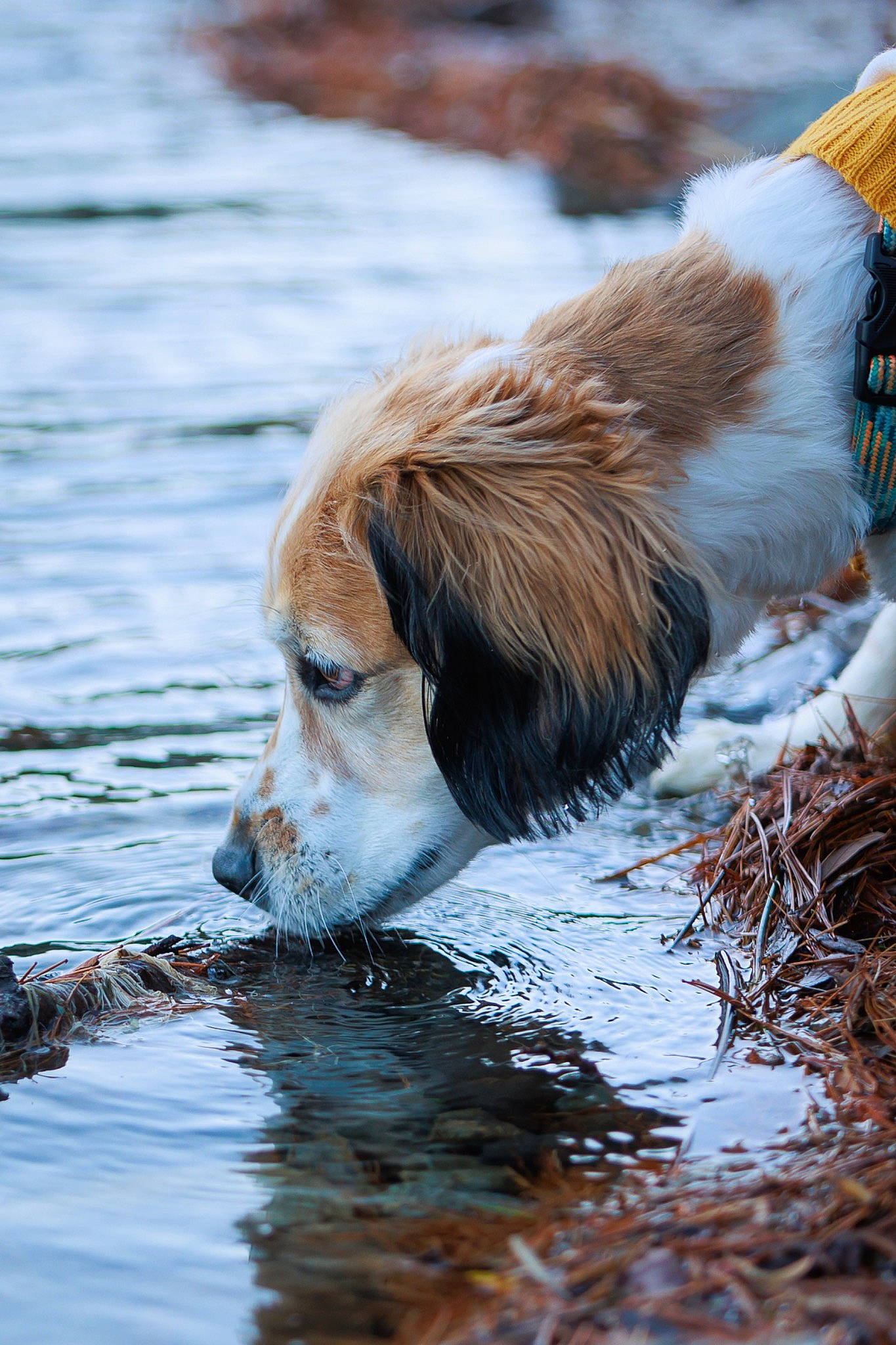 Grady is registered to the contest to win money with this photo: canidae, carnivore, companion_dog, dog, dog_breed, fawn, gun_dog, hound, lake, liquid, liver, retriever, snout, sporting_group, tail, terrestrial_animal, tree, vertebrate, water, wildlife