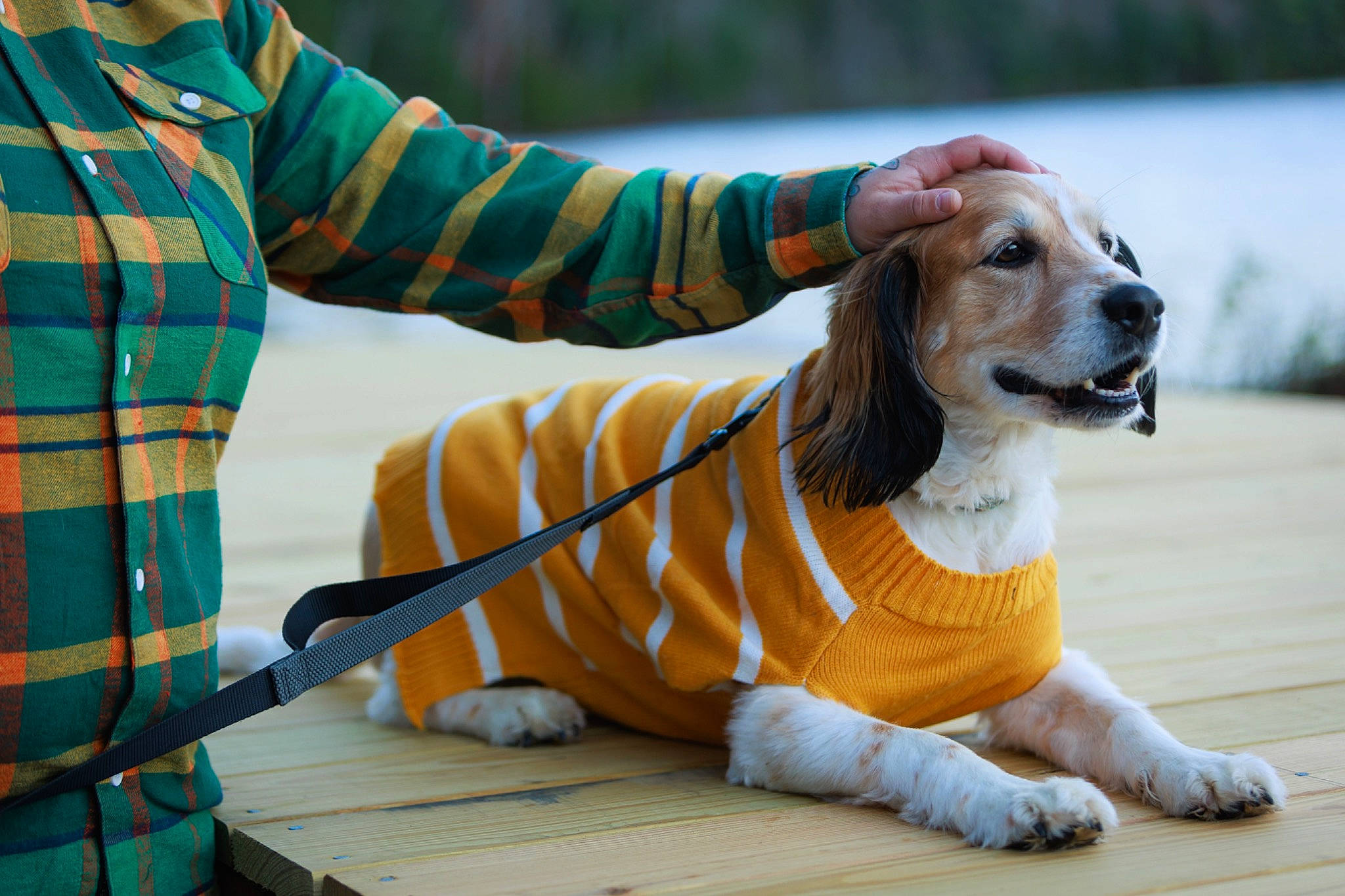 Grady joined the competition — help win amazing prizes! canidae, carnivore, collar, companion_dog, dog, dog_breed, dog_clothes, dog_collar, dog_supply, fawn, fur, happy, leash, paw, pet_supply, plaid, sleeve, snout, sporting_group, tartan