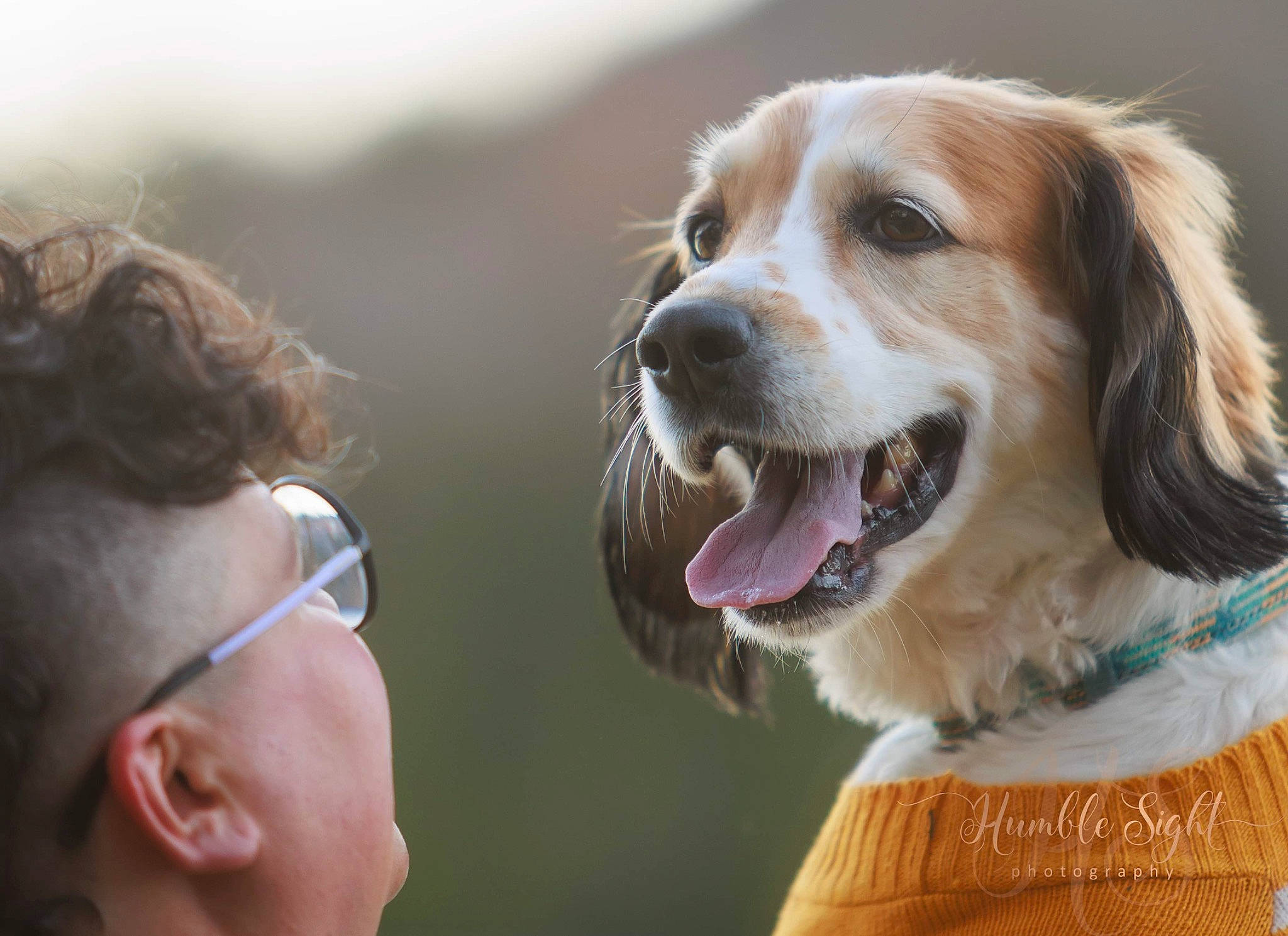 Grady is registered to the contest to win money with this photo: canidae, carnivore, collar, companion_dog, dog, dog_breed, ear, fawn, fun, fur, gesture, happy, leash, nose, people_in_nature, smile, snout, sporting_group, whiskers, yawn