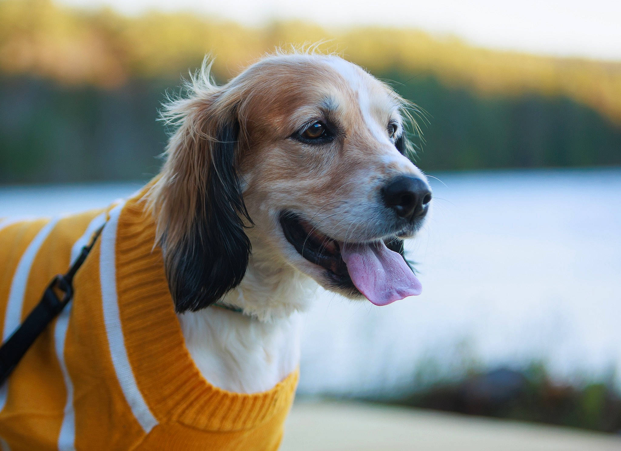 Grady is registered to the contest to win money with this photo: ball, canidae, carnivore, collar, companion_dog, dog, dog_breed, dog_collar, dog_supply, fawn, fur, grass, happy, leash, pet_supply, snout, sporting_group, water, whiskers, working_dog