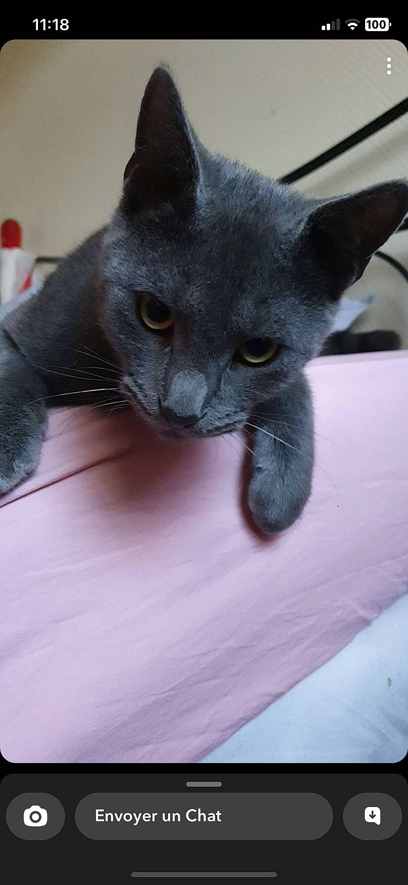 Haïro participe au concours pour gagner de l'argent avec cette photo : black_cat, carnivore, cat, claw, comfort, domestic_short_haired_cat, felidae, fur, grey, russian_blue, small_to_medium_sized_cats, snout, tail, whiskers