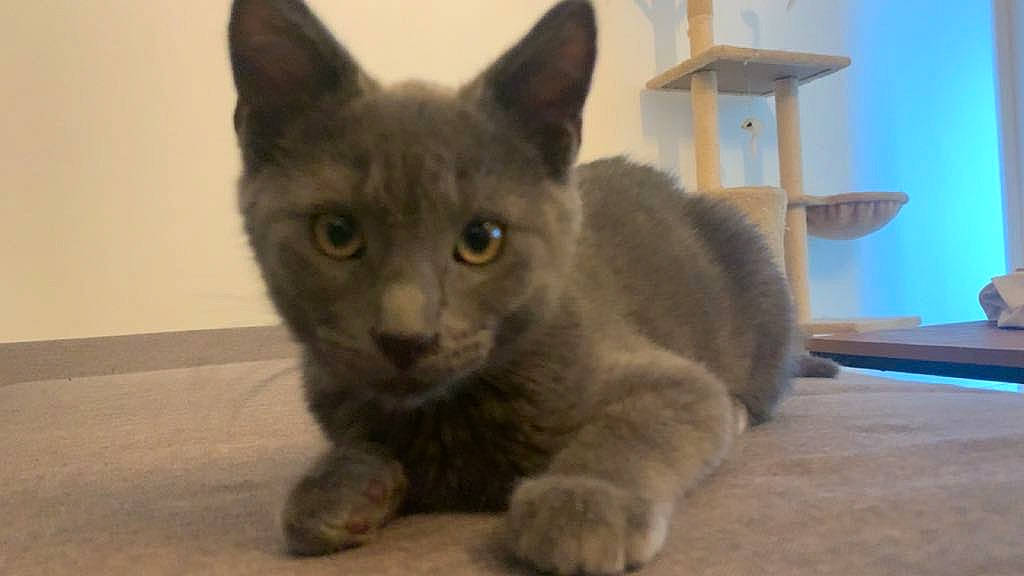 Haïro participe au concours pour gagner de l'argent avec cette photo : carnivore, cat, domestic_short_haired_cat, felidae, fur, grey, russian_blue, small_to_medium_sized_cats, terrestrial_animal, whiskers, window, wood