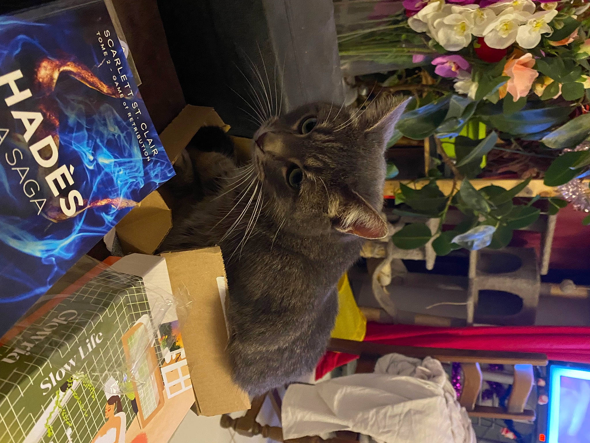 Nala participe au concours pour gagner de l'argent avec cette photo : annual_plant, art, artificial_flower, carmine, domestic_short_haired_cat, felidae, flower, flower_arranging, flowering_plant, flowerpot, fur, houseplant, petal, plant, room, small_to_medium_sized_cats, tail, toy, tree, whiskers