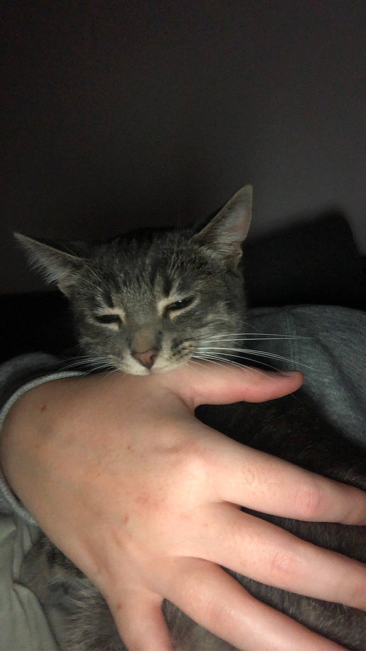 Nala participe au concours pour gagner de l'argent avec cette photo : carnivore, cat, claw, comfort, darkness, domestic_short_haired_cat, felidae, finger, fur, gesture, hand, nail, paw, plant, small_to_medium_sized_cats, snout, thumb, whiskers