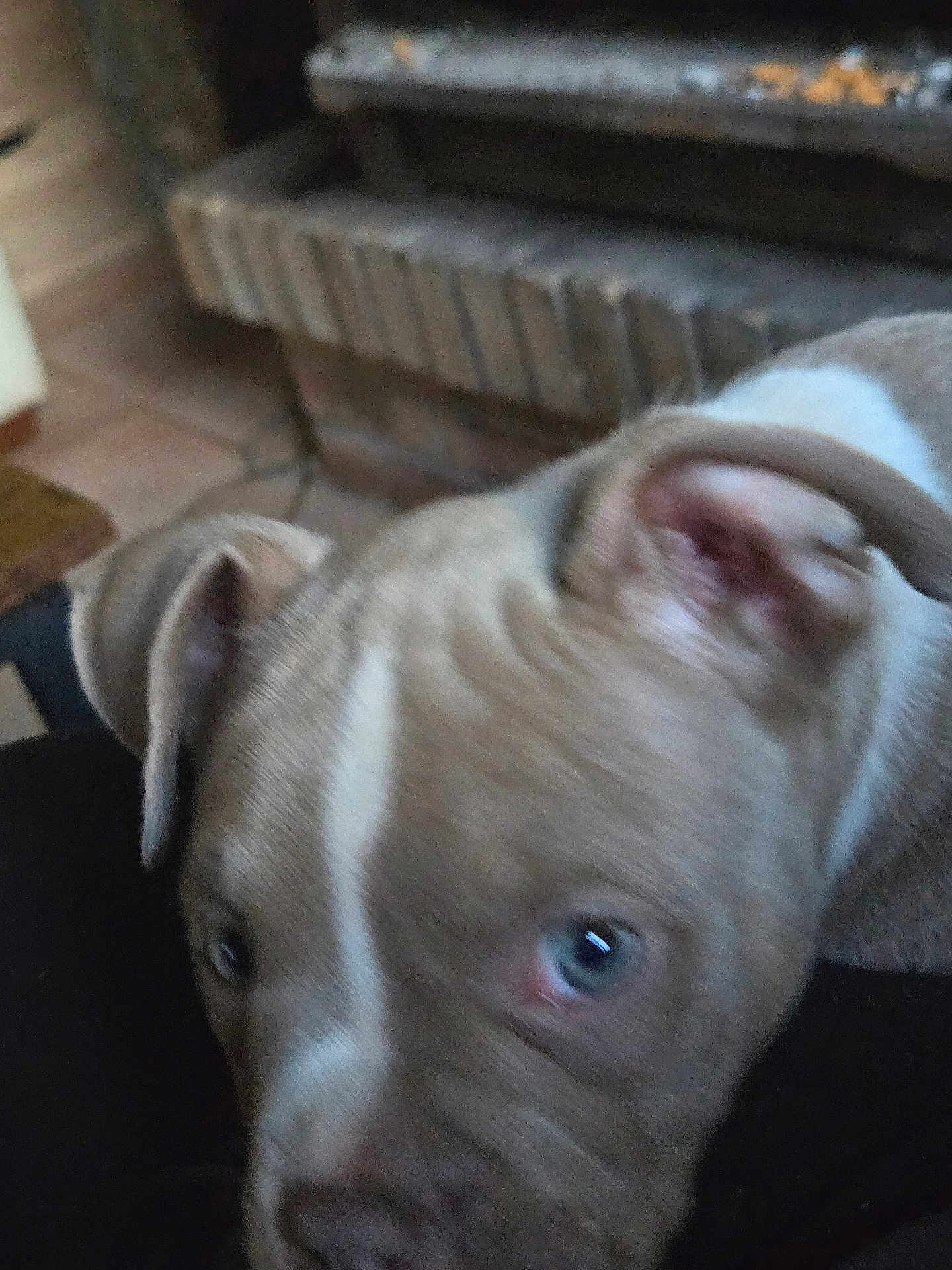 Pearl a rejoint le concours — aidez-le/la à gagner de superbes lots ! puppy, dog, close_up, indoor, brown_fur, white_stripe, curious, pet, animal, young_dog, ears, face, floor, fireplace, home, cozy, blur, background, cute, companion