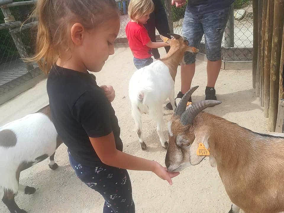 Louna a rejoint le concours — aidez-le/la à gagner de superbes lots ! burro, child, cow_goat_family, ear, fawn, goat, goat_antelope, goats, livestock, person, photography, toddler, zoo