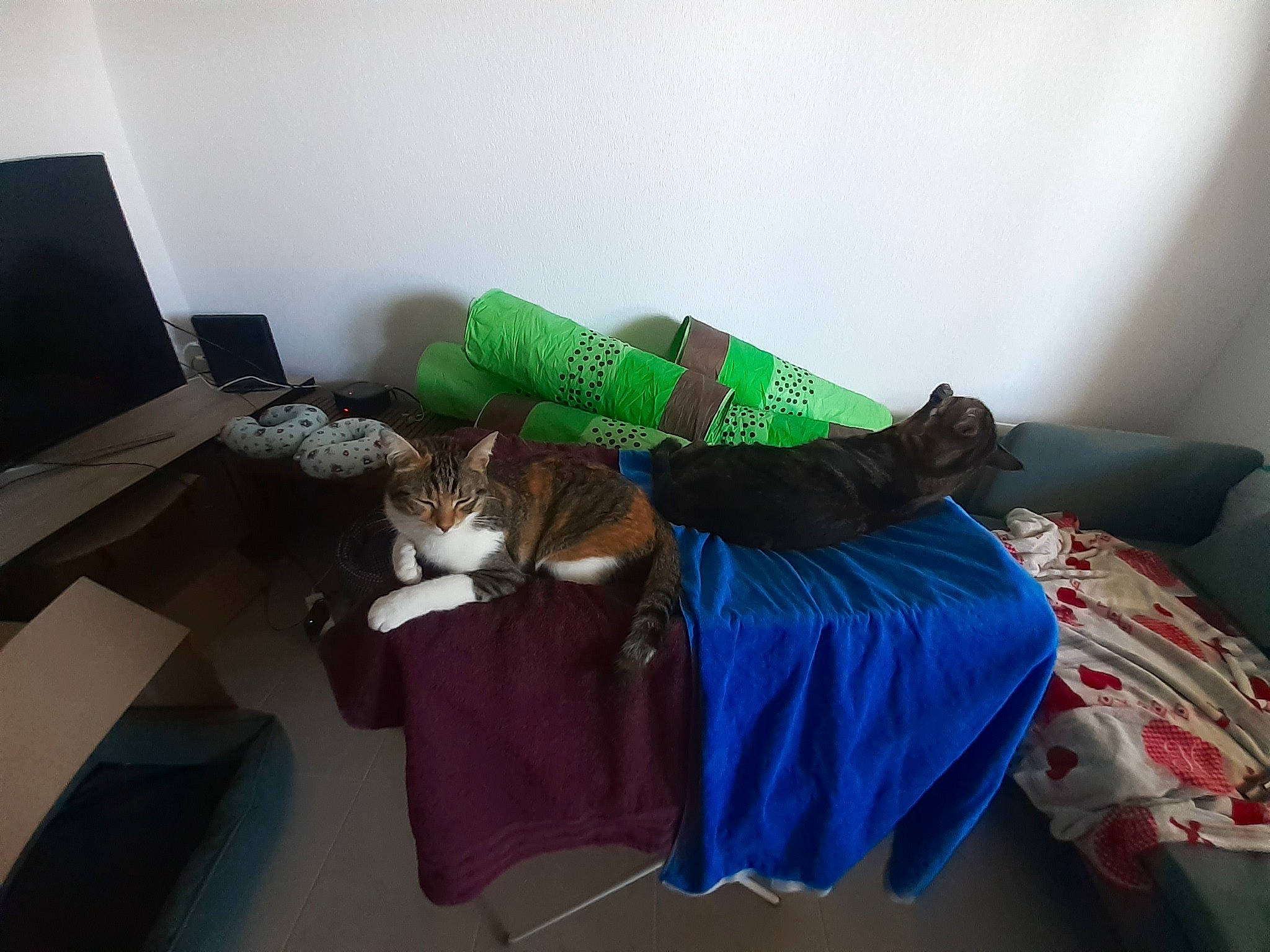 Pepette participe au concours pour gagner de l'argent avec cette photo : carnivore, cat, comfort, computer, couch, felidae, floor, flooring, fur, hardwood, laptop, linens, personal_computer, room, small_to_medium_sized_cats, stuffed_toy, tail, toy, whiskers, wood