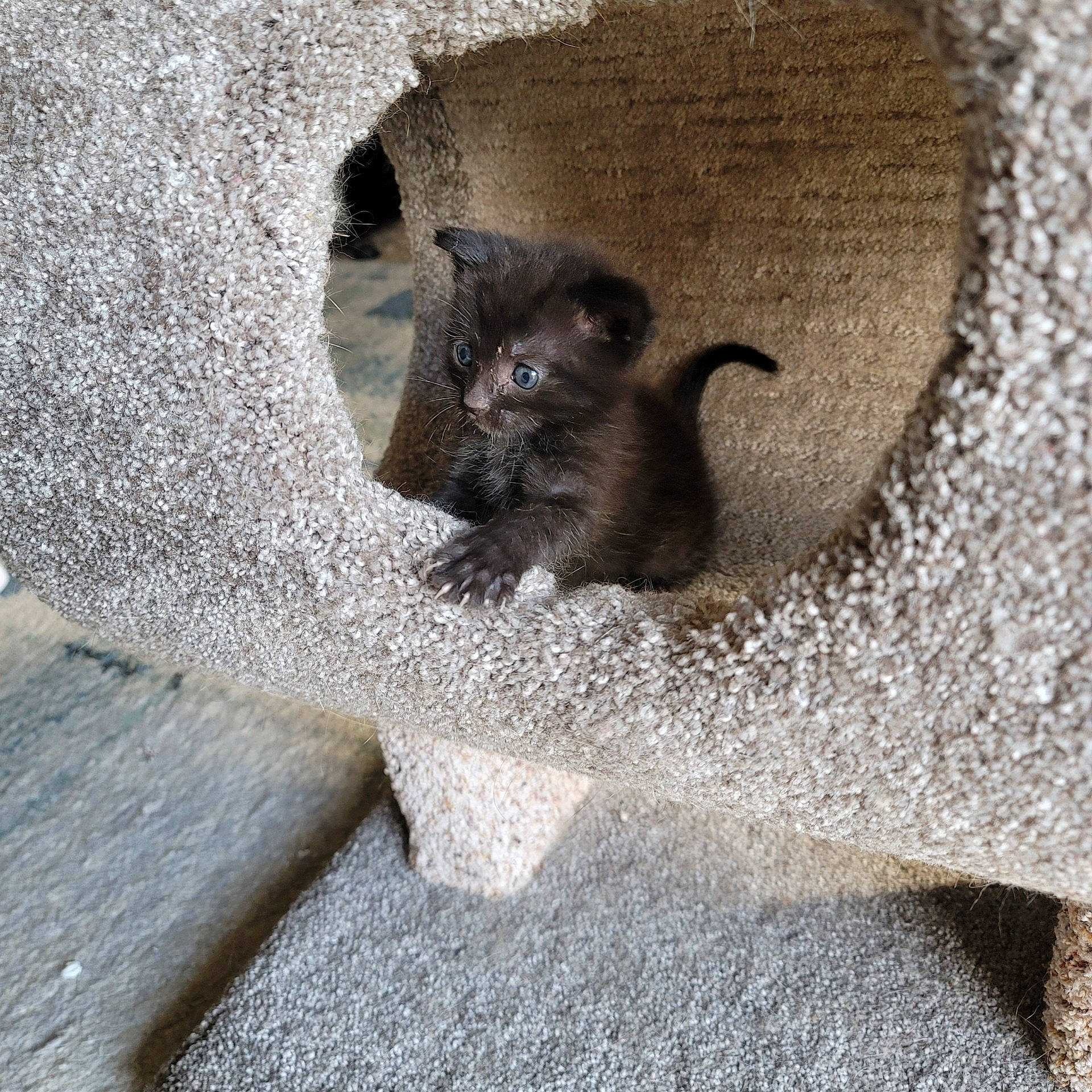 Berlioz is registered to the contest to win money with this photo: automotive_tire, black_cat, bombay, carnivore, cat, comfort, concrete, domestic_short_haired_cat, fawn, felidae, fur, grey, paw, road_surface, small_to_medium_sized_cats, snout, tail, terrestrial_animal, whiskers, wildlife