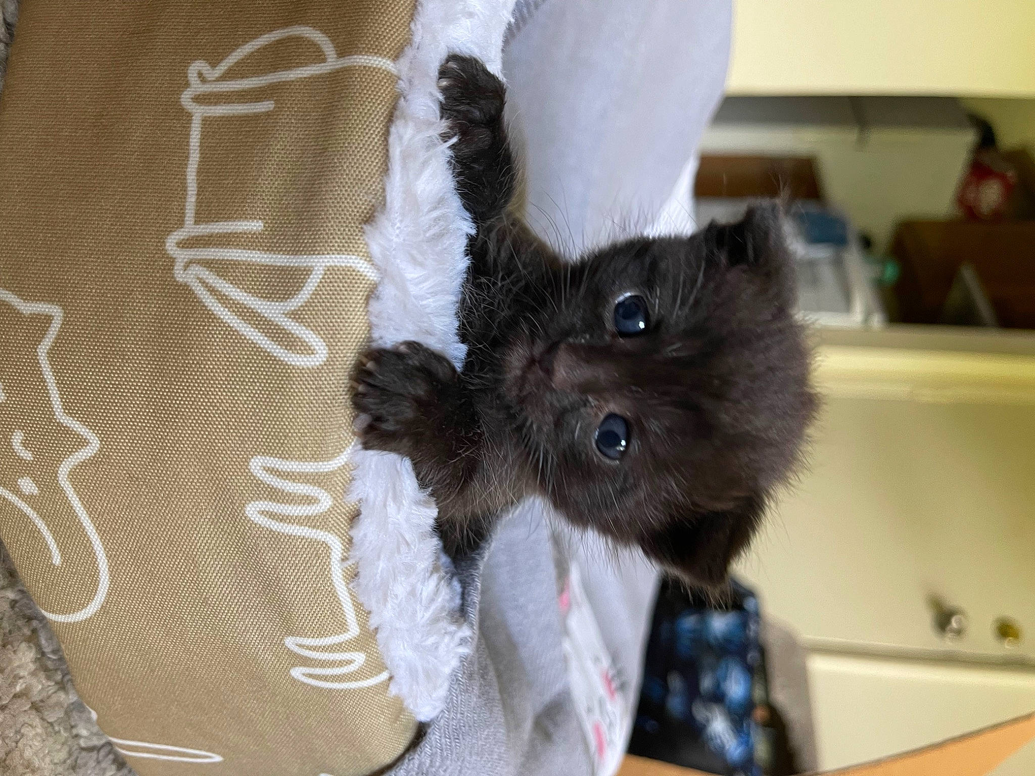 Berlioz joined the competition — help win amazing prizes! black_cat, carnivore, cat, cat_supply, claw, comfort, companion_dog, dog_breed, domestic_short_haired_cat, fawn, felidae, fur, grey, natural_material, paw, pet_supply, small_to_medium_sized_cats, snout, tail, whiskers