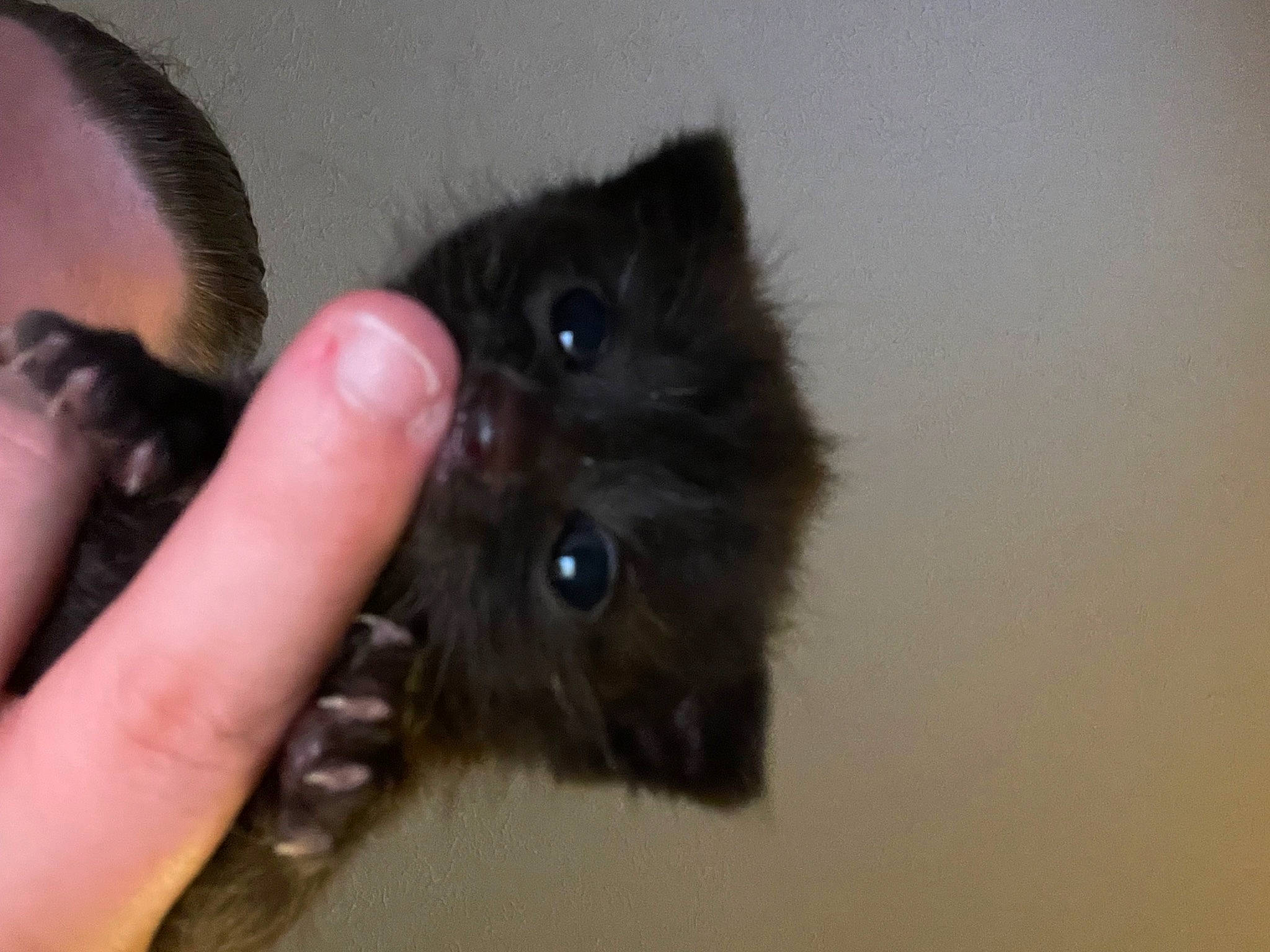 Berlioz is registered to the contest to win money with this photo: carnivore, cat, claw, dog_breed, eyelash, fawn, felidae, fur, liver, small_to_medium_sized_cats, snout, tail, whiskers, working_animal, wrist