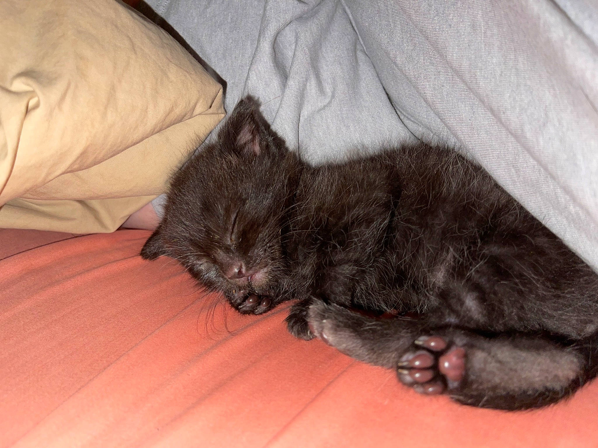 Berlioz joined the competition — help win amazing prizes! black_cat, canidae, carnivore, cat, claw, comfort, dog_breed, domestic_short_haired_cat, felidae, foot, fur, grey, hardwood, paw, small_to_medium_sized_cats, snout, sporting_group, tail, terrestrial_animal, whiskers