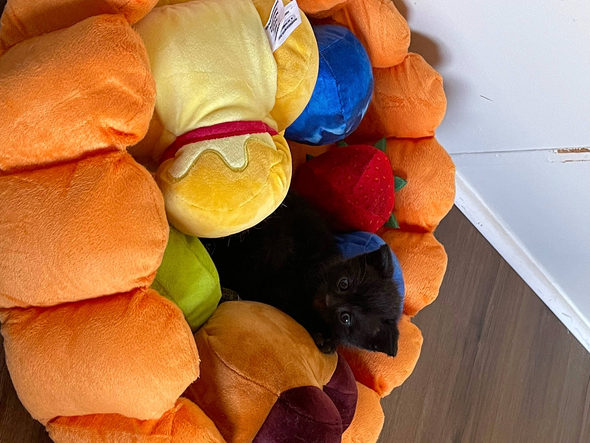 Berlioz is registered to the contest to win money with this photo: carmine, fashion_accessory, flooring, hardwood, linens, natural_material, paper, peach, petal, still_life_photography, thread, tile_flooring, tints_and_shades, toy, varnish, wood, wood_flooring, wood_stain, wool, woolen