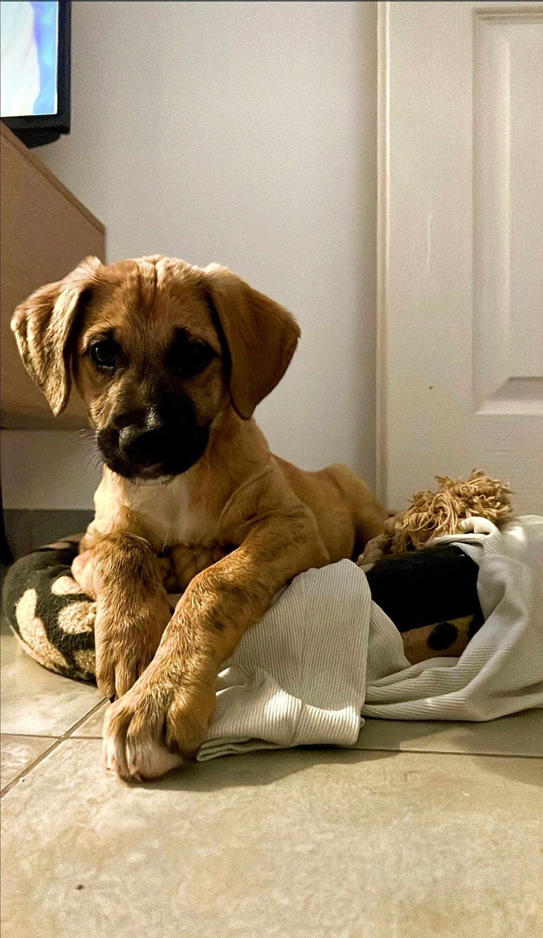 Nala