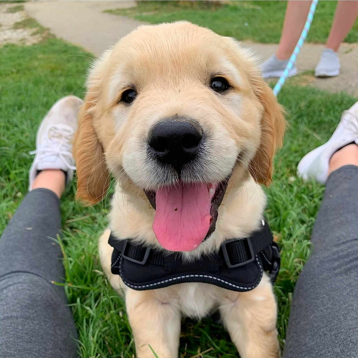 Raven a rejoint le concours — aidez-le/la à gagner de superbes lots ! animal, canine, clothing, dog, footwear, goldenretriever, grass, labradorretriever, person, pet, plant, puppy, racket, shoe, sport, tennis, tennisracket, walkingdog