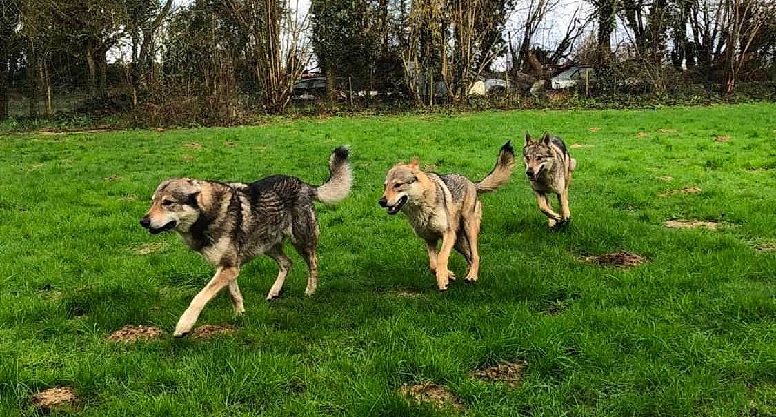 Paco a rejoint le concours — aidez-le/la à gagner de superbes lots ! art, canidae, carnivore, dog, dog_breed, german_shepherd_dog, grass, grassland, guard_dog, herd, herding_dog, old_german_shepherd_dog, plant, sporting_group, tail, terrestrial_animal, tire, tree, working_animal, working_dog