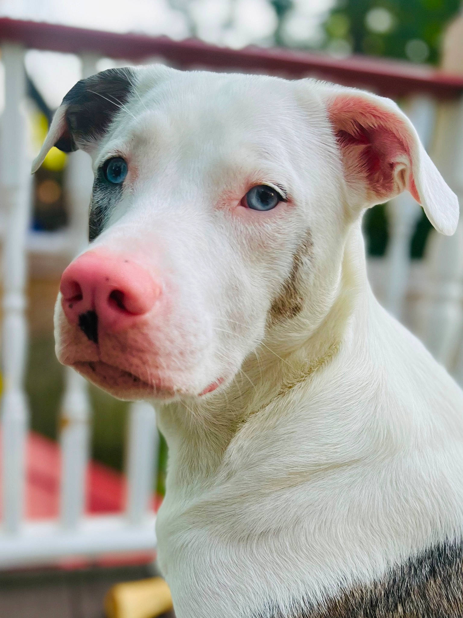 Willow Cloud is registered to the contest to win money with this photo: canidae, carnivore, close_up, collar, companion_dog, dog, dog_breed, dog_collar, dog_supply, fawn, fur, head, non_sporting_group, pet_supply, pink, snout, sporting_group, terrestrial_animal, whiskers, working_animal