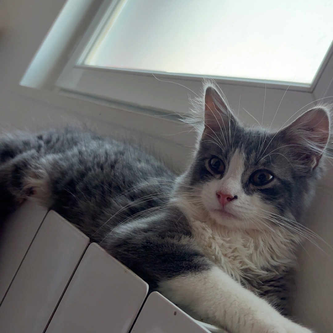 Shenzi a rejoint le concours — aidez-le/la à gagner de superbes lots ! cat, gray_cat, white_cat, pet, animal, feline, lounging, radiator, window, indoor, fur, whiskers, relaxed, cute, domestic_cat, resting, curious, natural_light, house, cozy