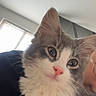 Shenzi participe au concours pour gagner de l'argent avec cette photo : kitten, cat, pet, fluffy, gray, white, indoor, window, ceiling, curious, young, animal, whiskers, ears, face, fur, closeup, cute, domestic, portrait