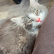 Shenzi a rejoint le concours — aidez-le/la à gagner de superbes lots ! cat, fluffy, gray, white, pink_nose, close_up, indoor, pet, cute, whiskers, sleepy, cozy, fur, resting, domestic_animal, animal, mammal, relaxed, soft, companionship