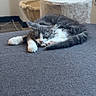 cat, sleeping, gray_cat, white_paws, cat_tree, indoor, furniture, cozy, resting, pet, animal, cute, feline, home, relaxing, soft, fur, paw, stretching, quiet