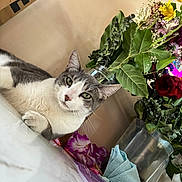 Kratos joined the competition — help win amazing prizes! cat, gray_cat, white_cat, flower_bouquet, glass_vase, green_leaves, red_rose, yellow_flower, purple_flower, table_surface, indoor, pet, relaxed, domestic_cat, plant, still_life, closeup, feline, animal, home