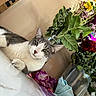 cat, gray_cat, white_cat, flower_bouquet, glass_vase, green_leaves, red_rose, yellow_flower, purple_flower, table_surface, indoor, pet, relaxed, domestic_cat, plant, still_life, closeup, feline, animal, home