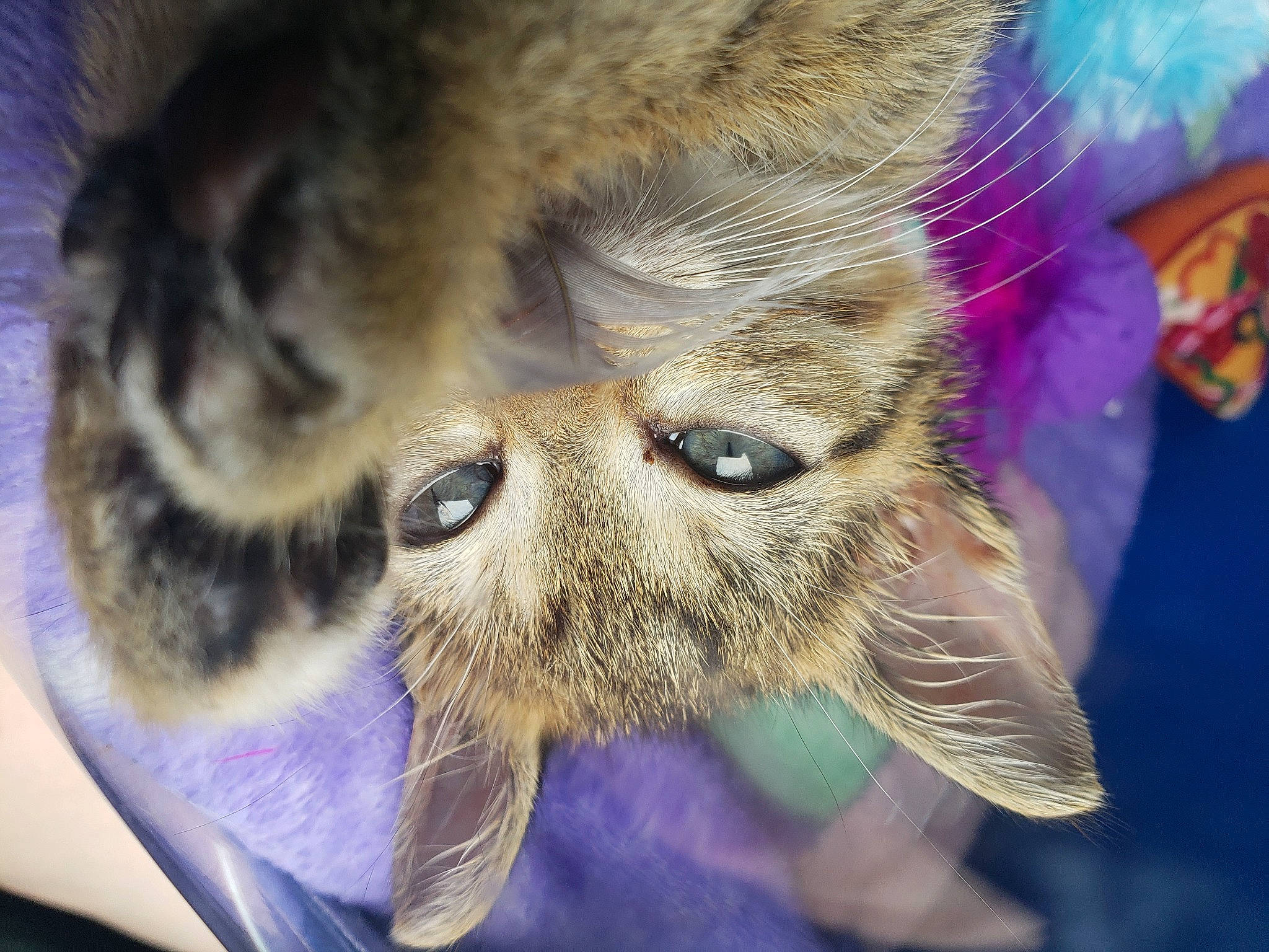 Nala joined the competition — help win amazing prizes! carnivore, cat, close_up, domestic_short_haired_cat, ear, european_shorthair, eye, fawn, felidae, fur, kitten, nose, paw, pixie_bob, small_to_medium_sized_cats, snout, tabby_cat, whiskers