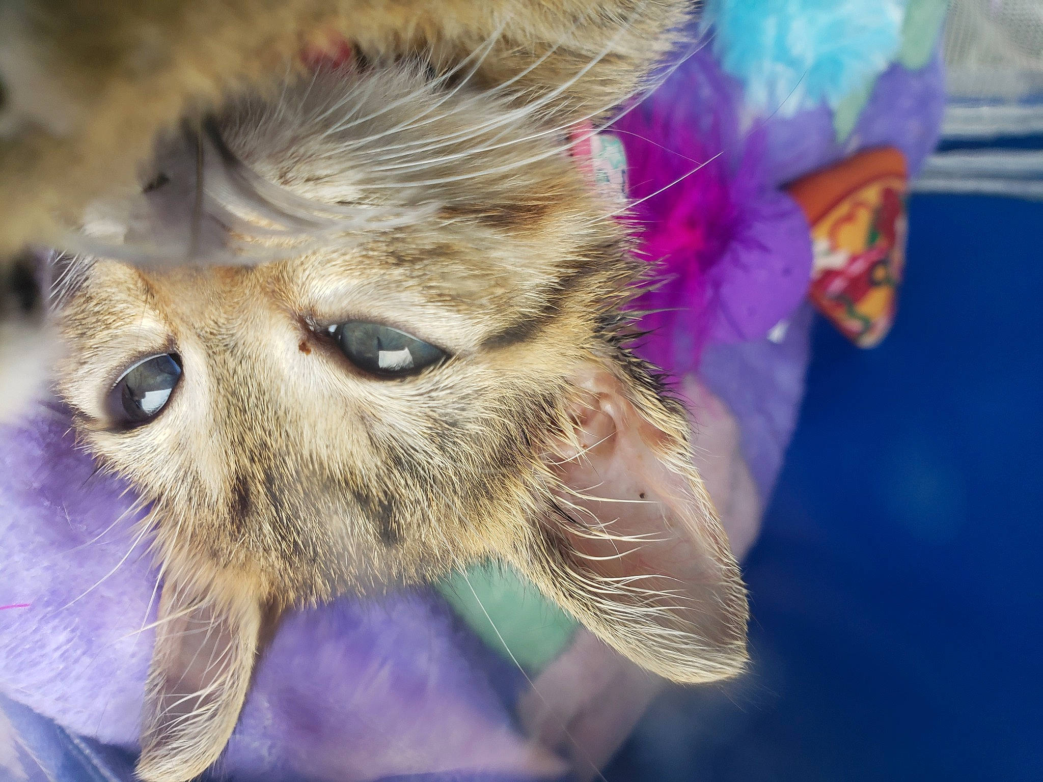 Nala joined the competition — help win amazing prizes! canidae, carnivore, close_up, companion_dog, dog, dog_breed, ear, eye, fawn, fur, nose, photography, pomeranian, puppy, snout, toy_dog, whiskers