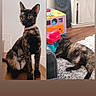 cat, tortoiseshell_cat, indoor, pet, animal, fur, curious, sitting, lying_down, carpet, toy, furniture, collar, orange_eyes, wooden_floor, home, cozy, split_screen, playful, cute